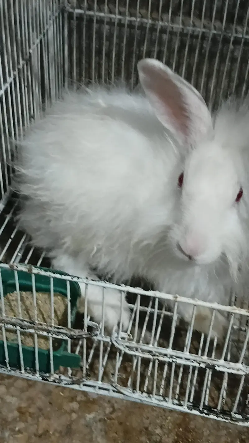Red eye New Zealand & White Angora Rabbit  pair   available for sale — photo 6