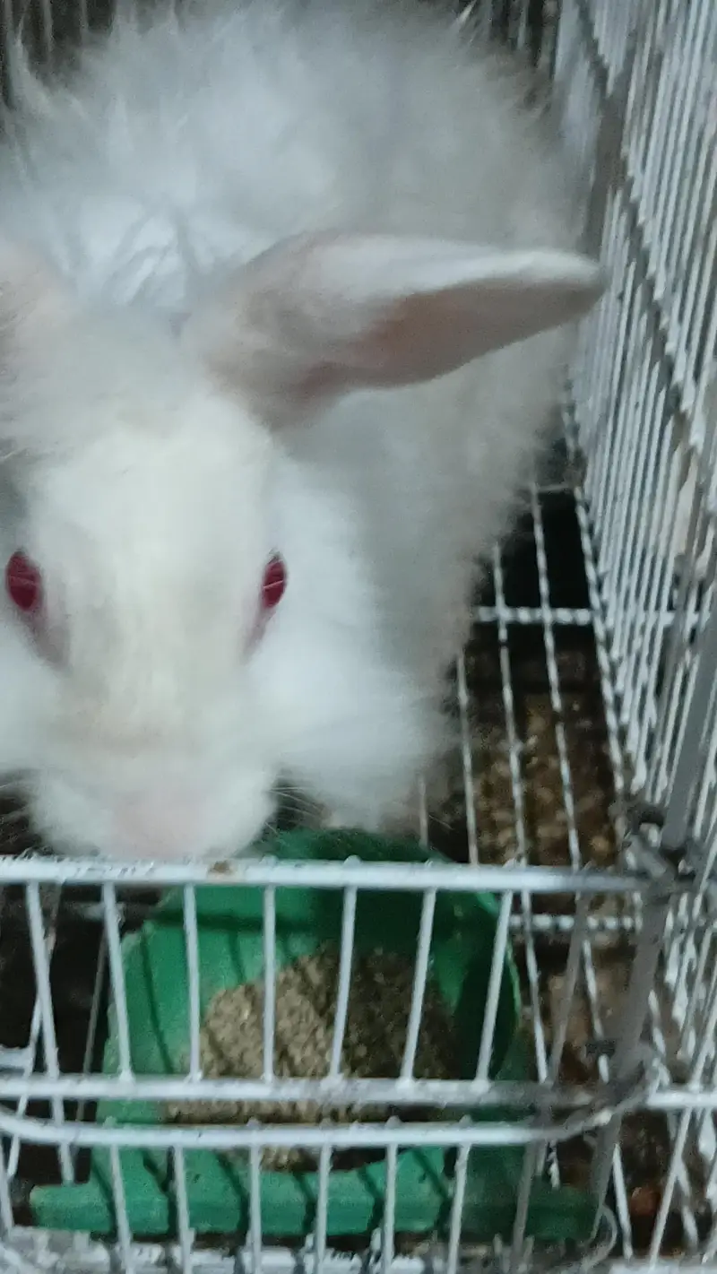 Red eye New Zealand & White Angora Rabbit  pair   available for sale — photo 7