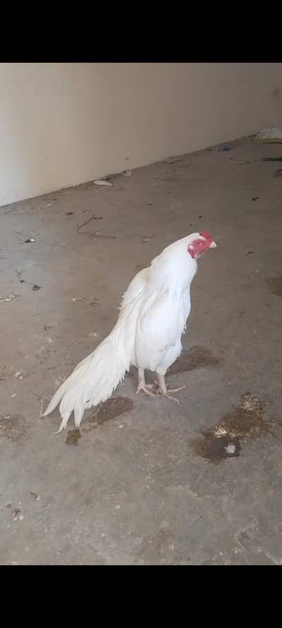 paper white breader active and healthy