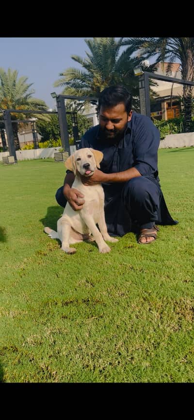 Labrador