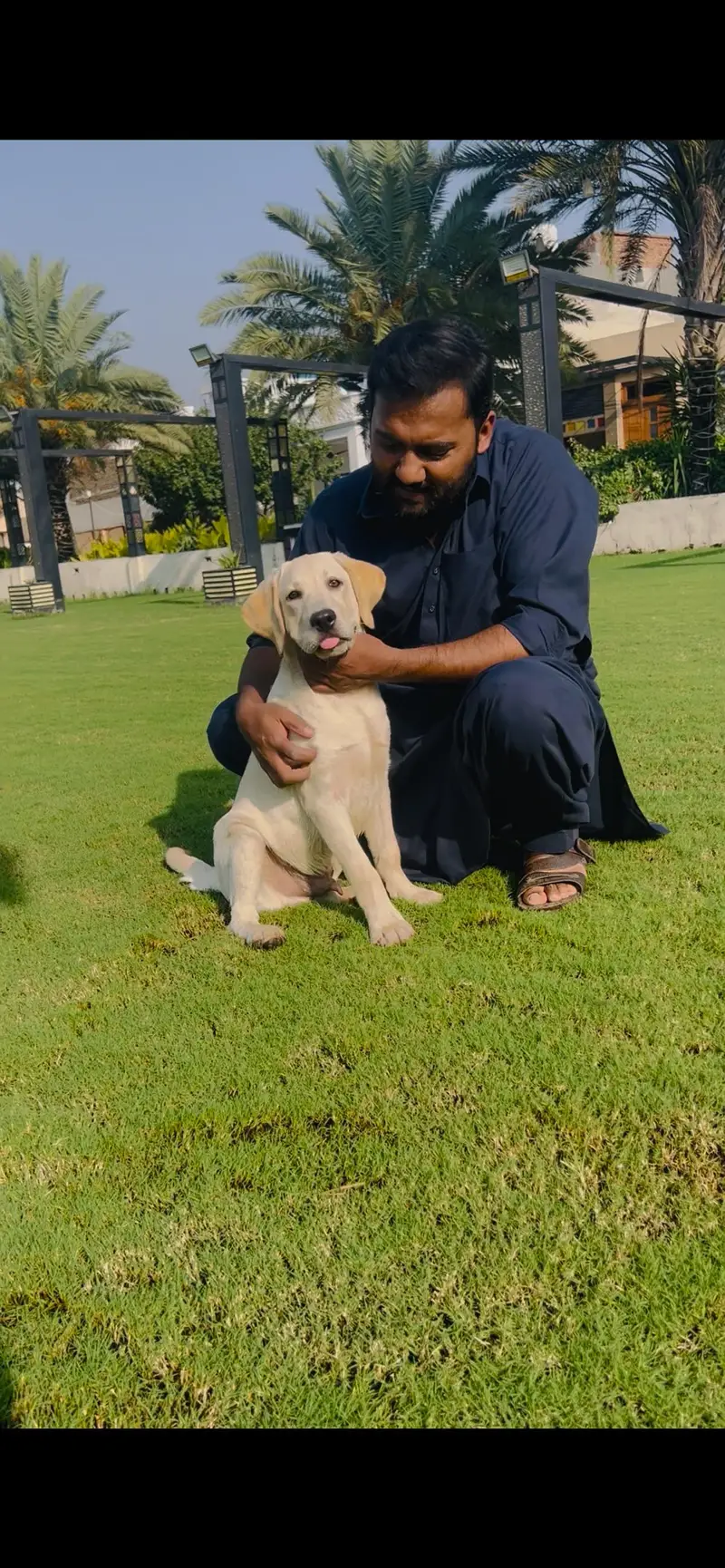 Labrador