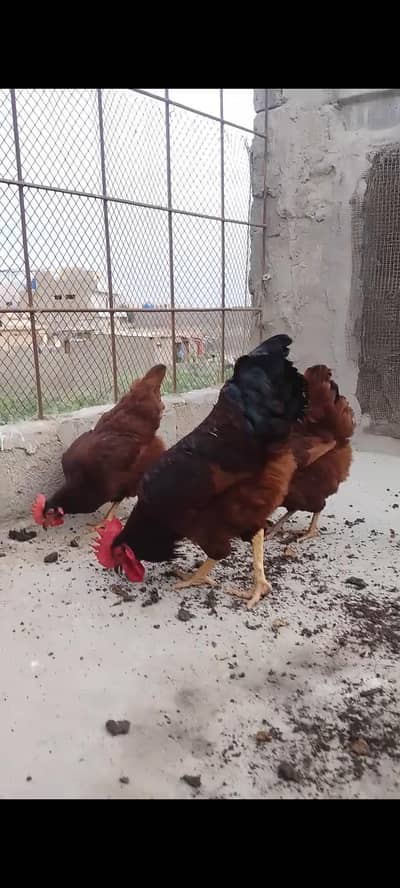 RIR HERITAGE (Blood Line) Fertile Eggs03063133223