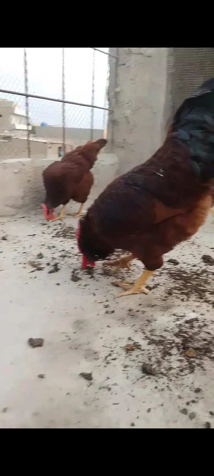 RIR HERITAGE (Blood Line) Fertile Eggs03063133223 — photo 3