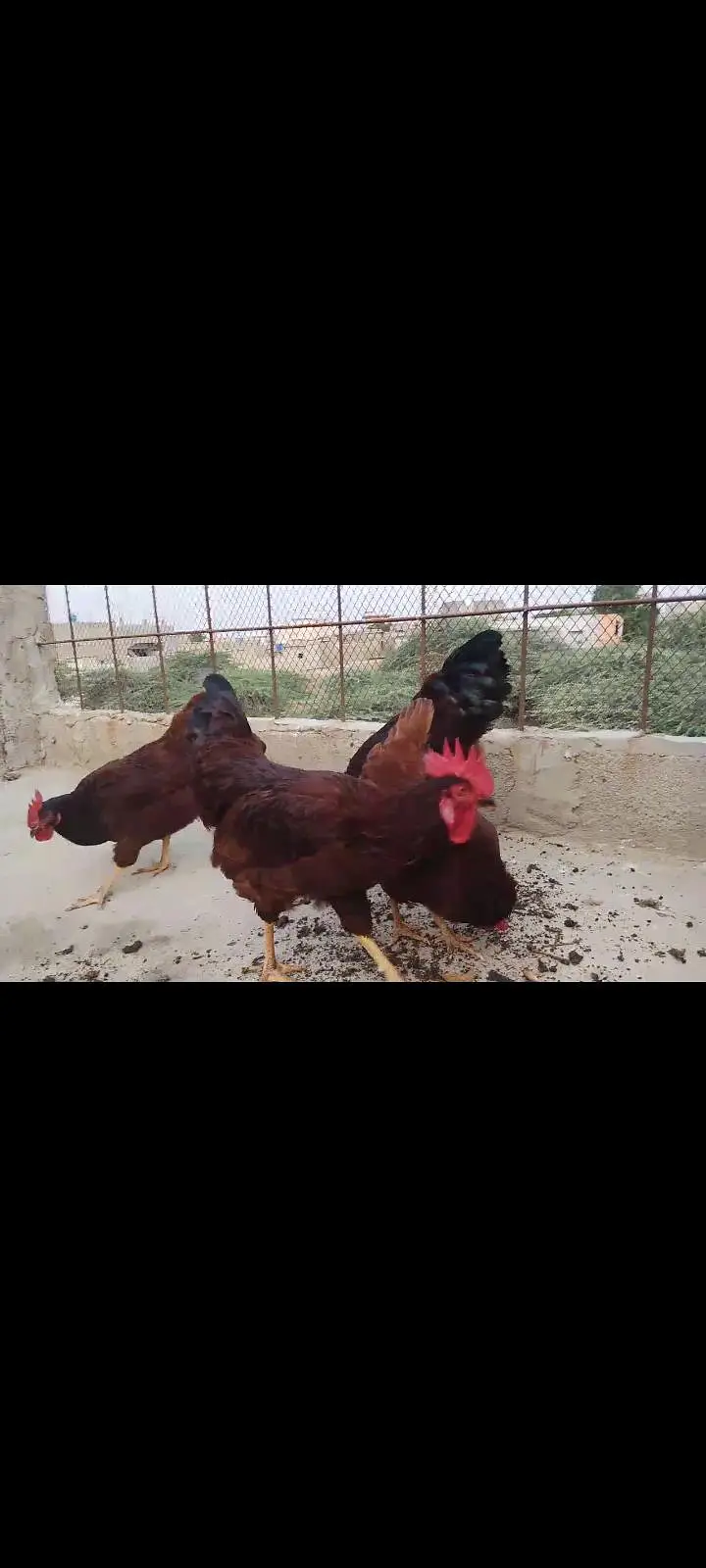 RIR HERITAGE (Blood Line) Fertile Eggs03063133223 — photo 4