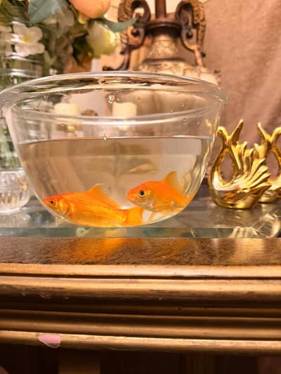 Goldfishes for Sale