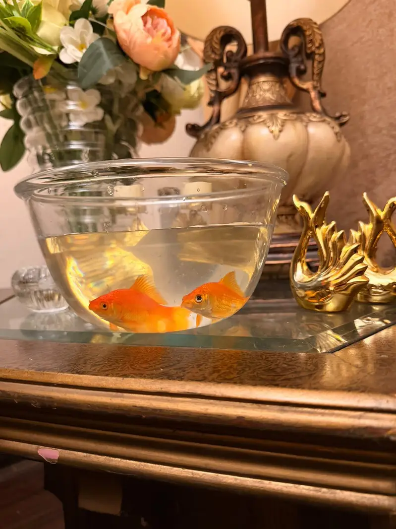 Goldfishes for Sale — photo 2