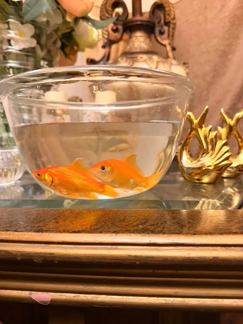 Goldfishes for Sale — photo 3