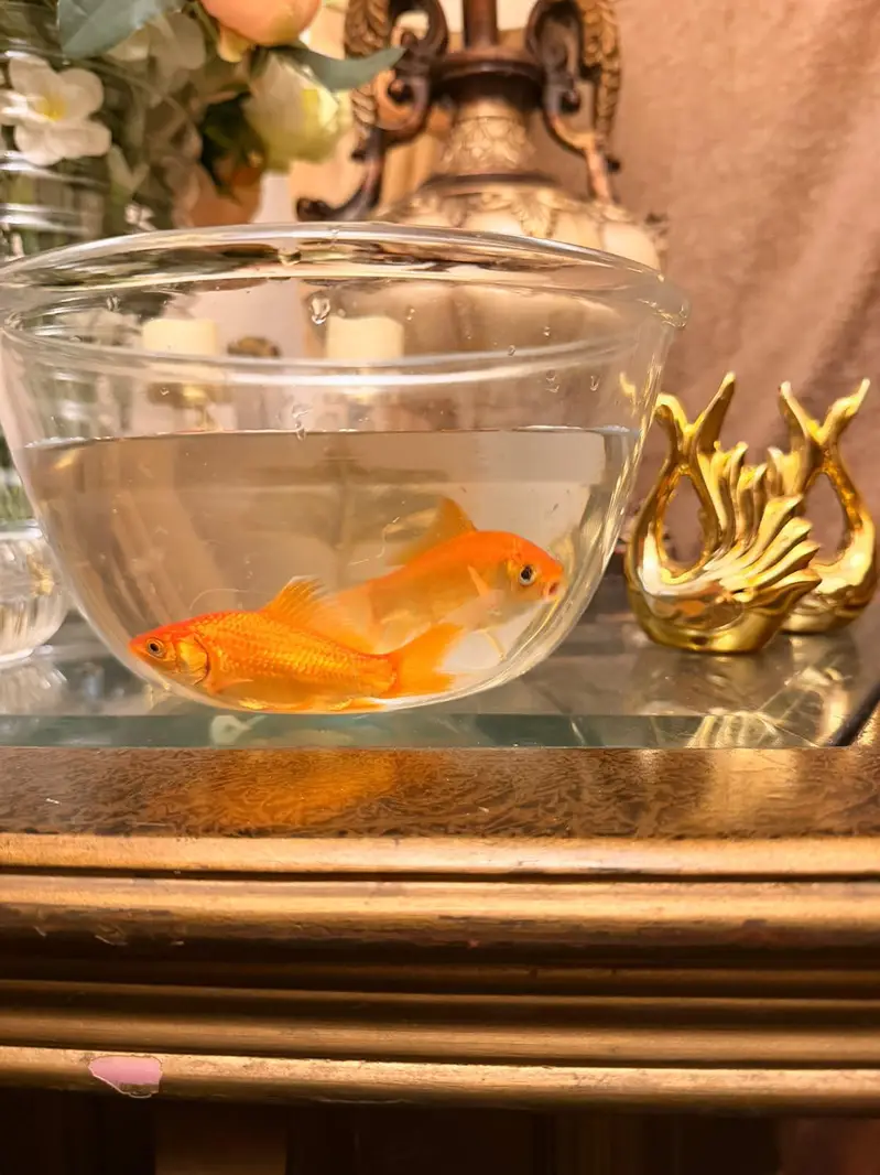 Goldfishes for Sale — photo 4
