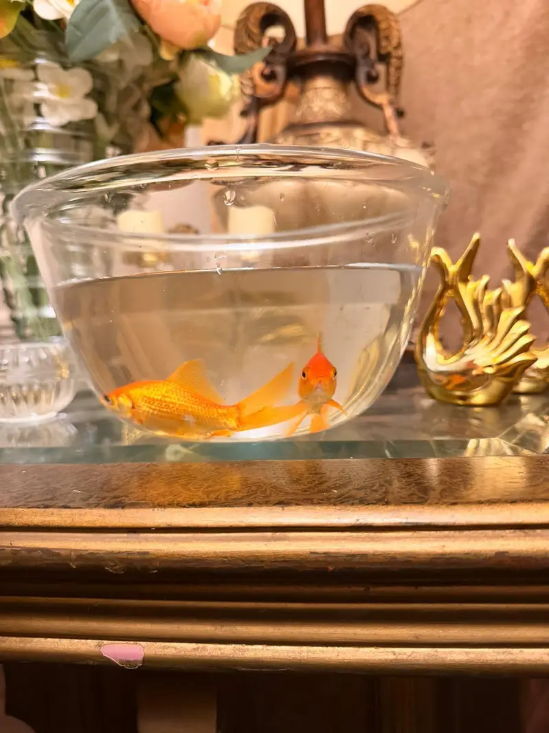 Goldfishes for Sale — photo 5