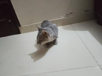 Billa g for sale