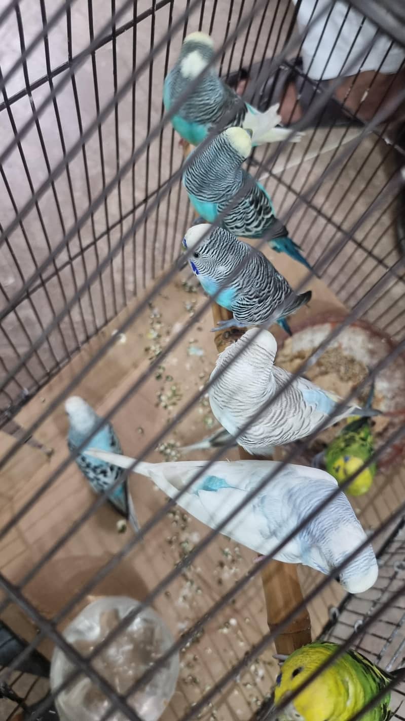 Australian parrots 0