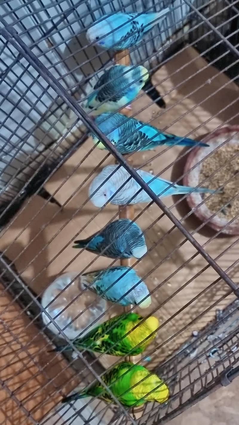 Australian parrots 1