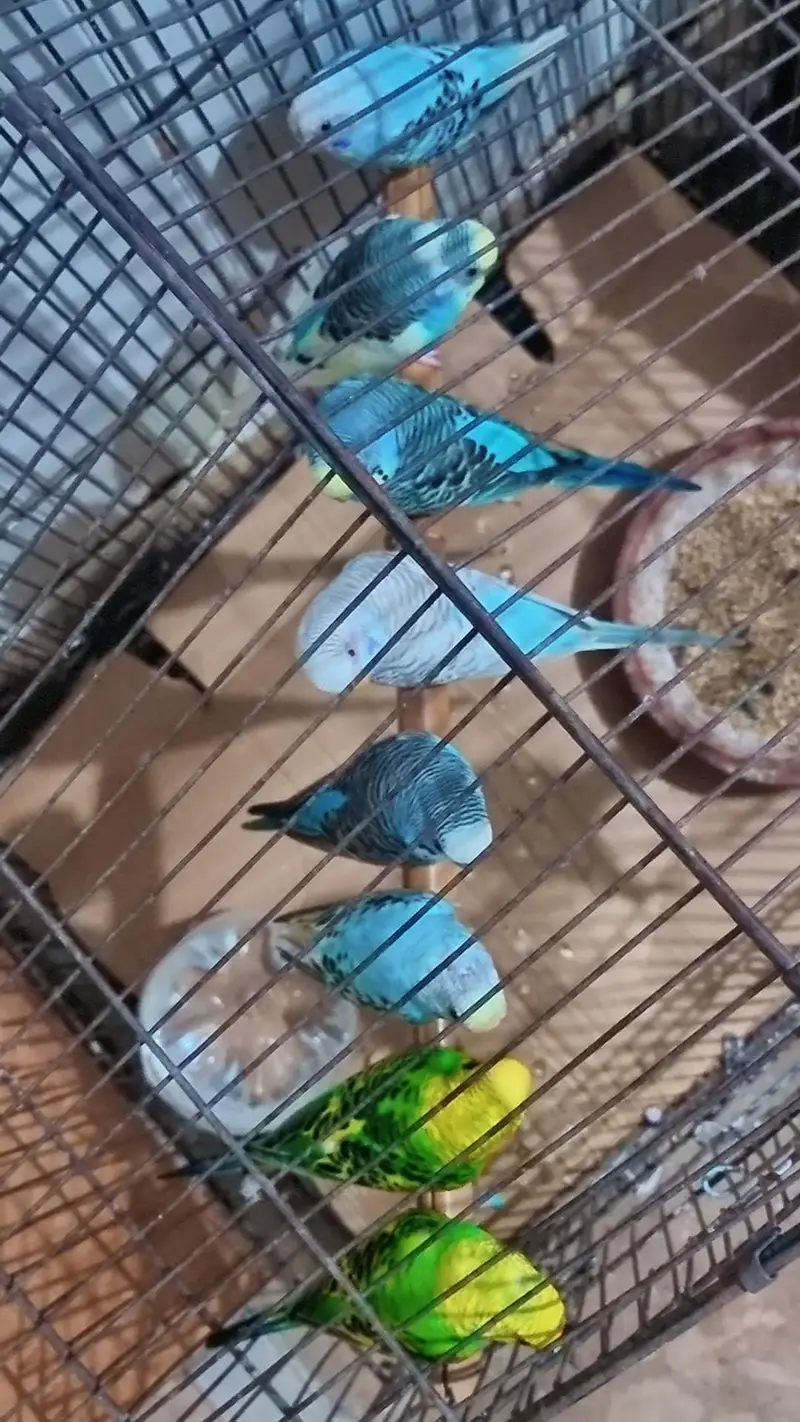 Australian parrots — photo 2