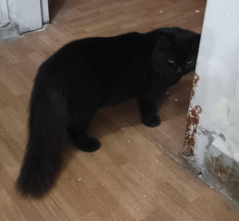 persian cat 2