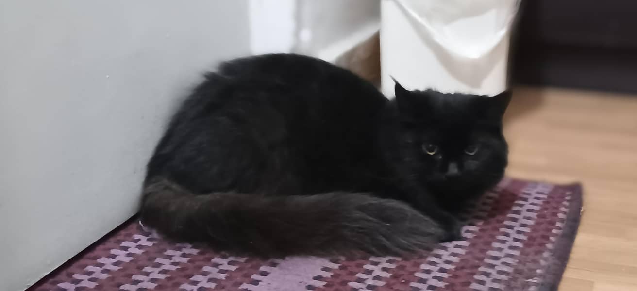 persian cat 3