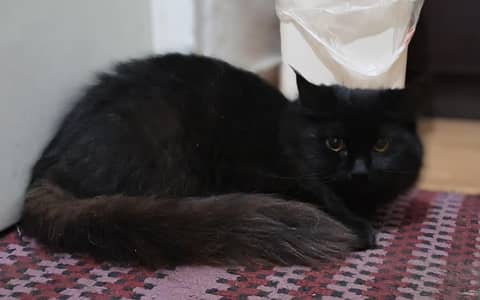 persian cat