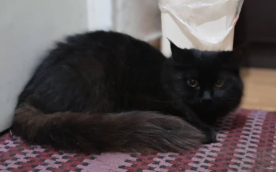 persian cat 4