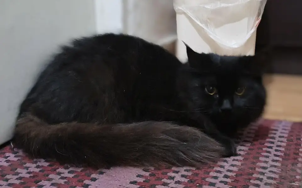 persian cat — photo 5