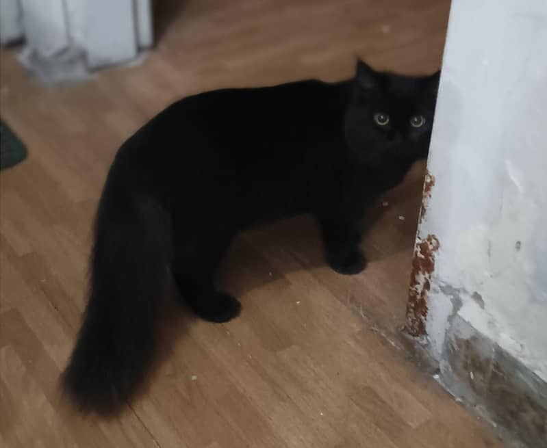 persian cat 5