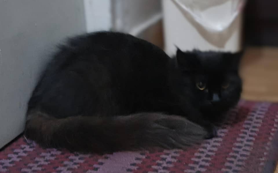 persian cat 6