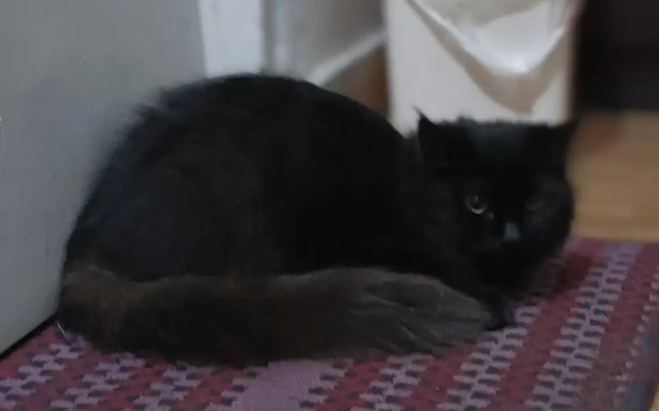 persian cat — photo 7