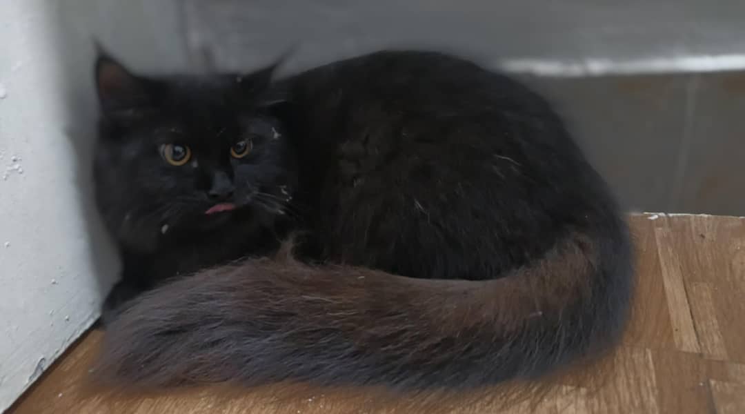 persian cat 7