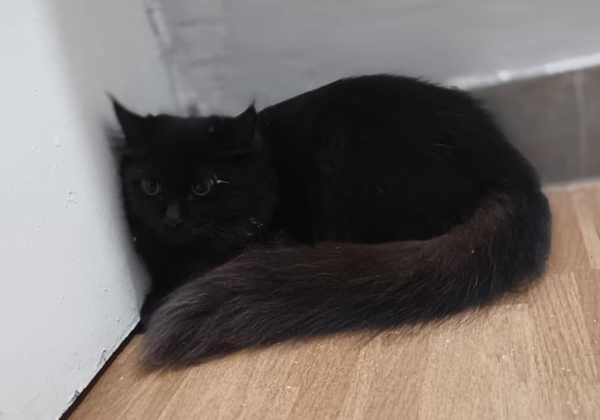 persian cat 8