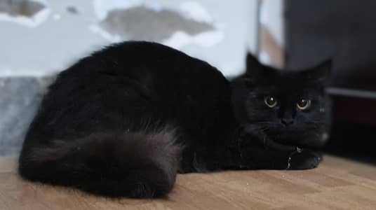 persian kitten