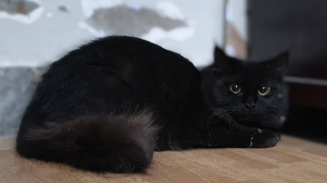 persian cat 9