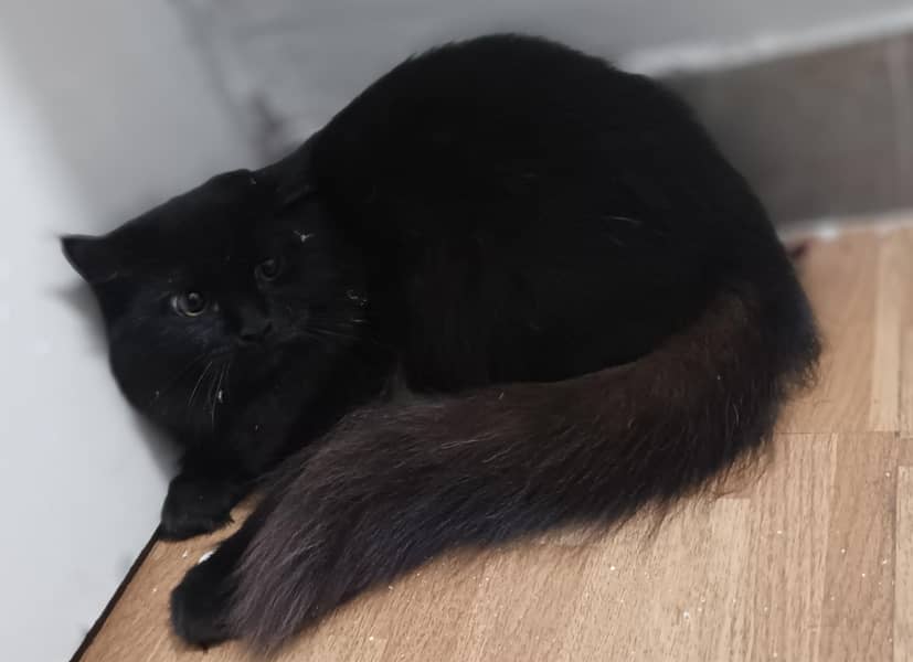persian cat 10