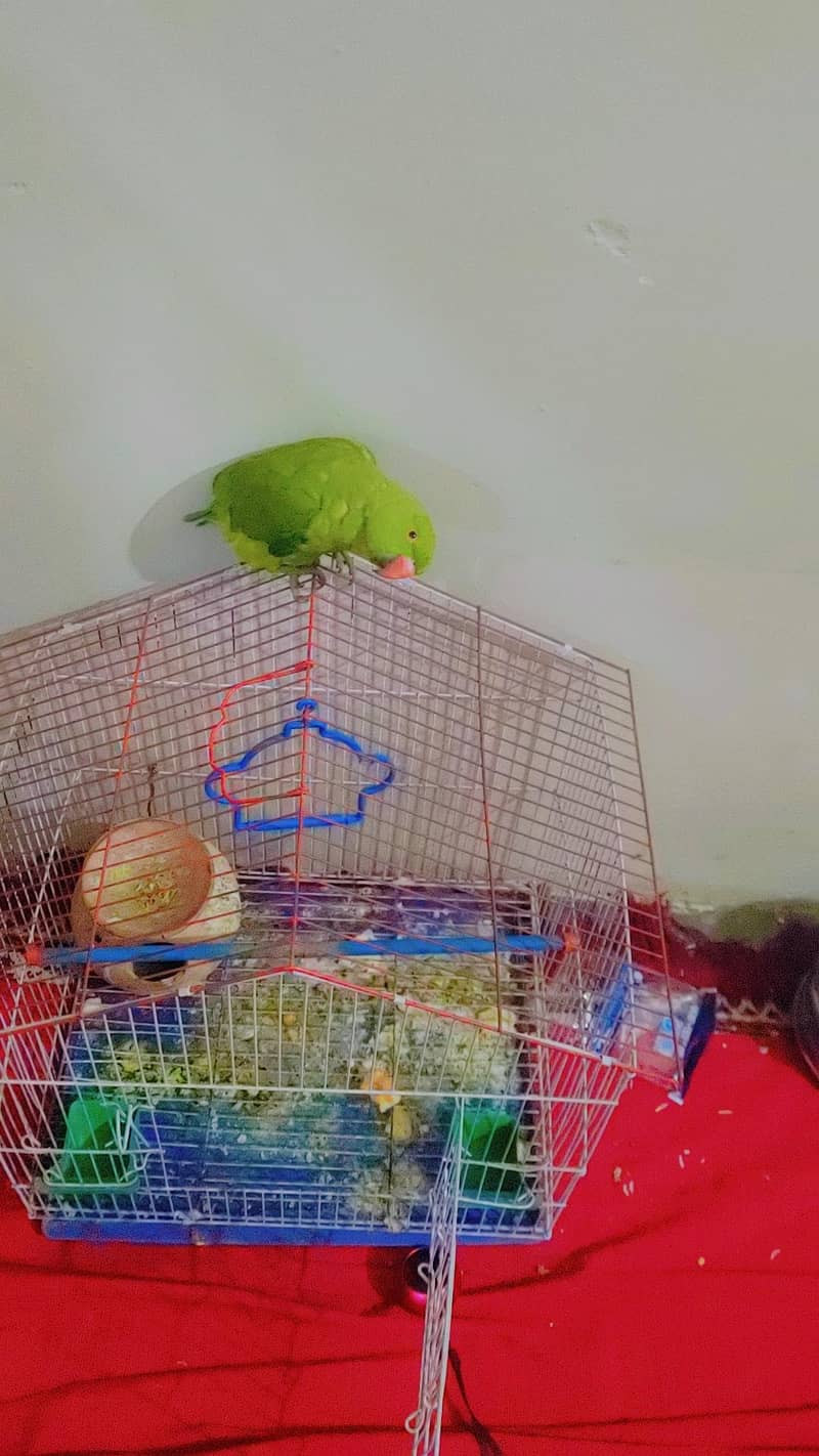 parrot 3
