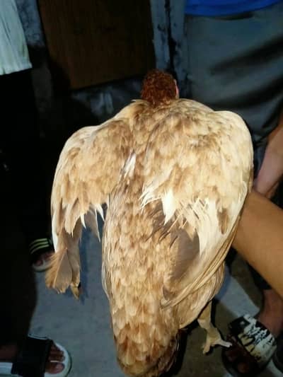 Mia wali high quality female