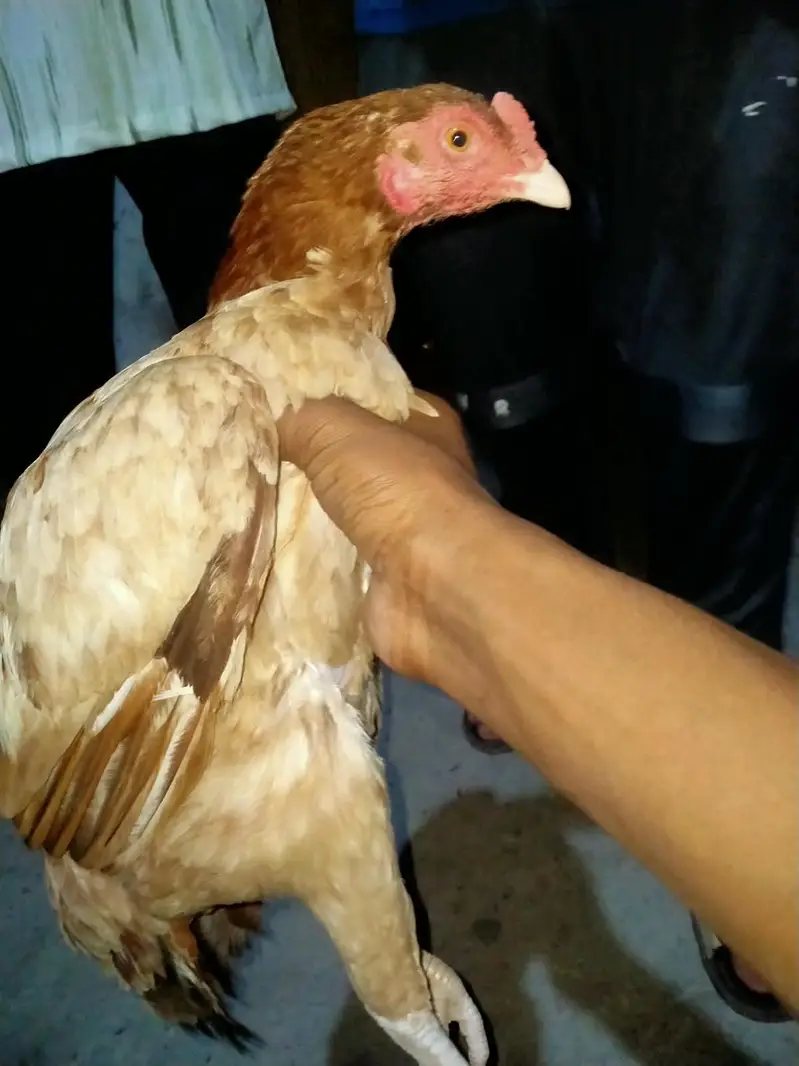 Mia wali high quality female — photo 2