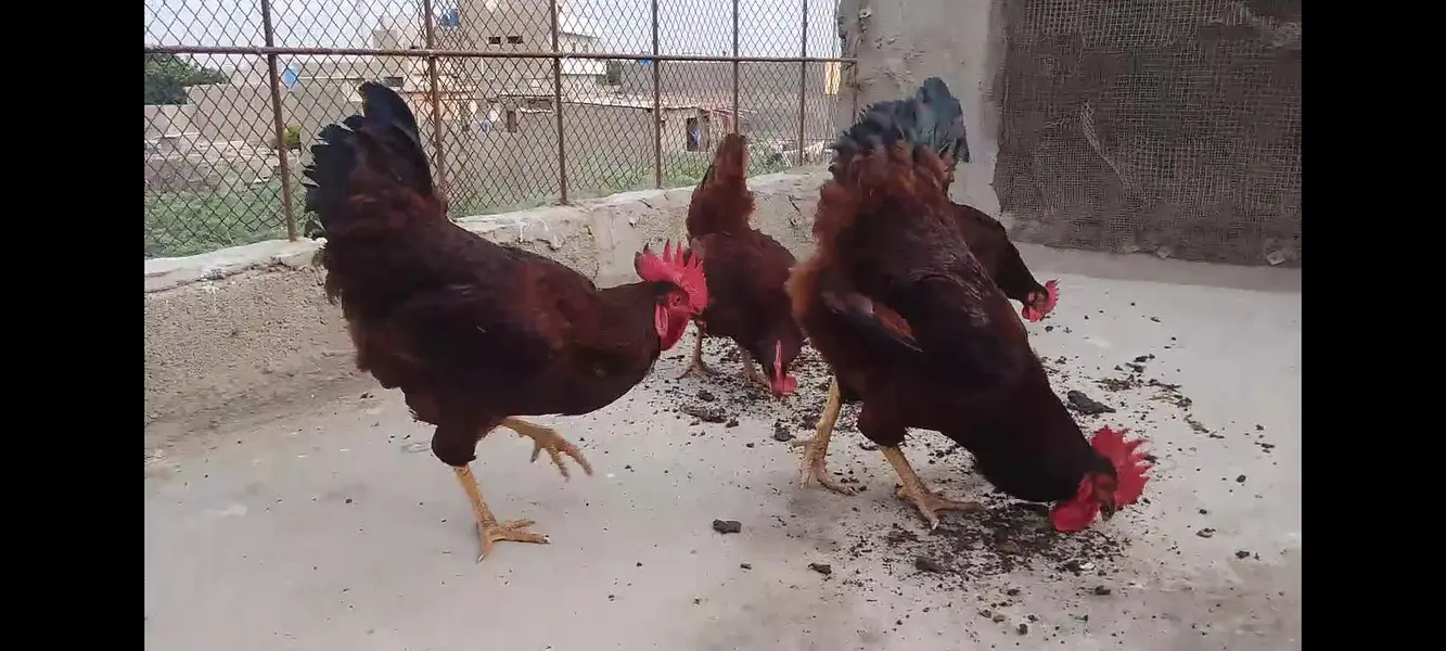 RIR HERITAGE (Blood Line) Fertile Eggs03063133223 — photo 5