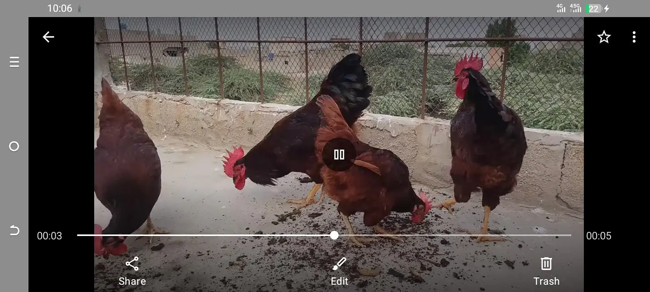 RIR HERITAGE (Blood Line) Fertile Eggs03063133223 — photo 6
