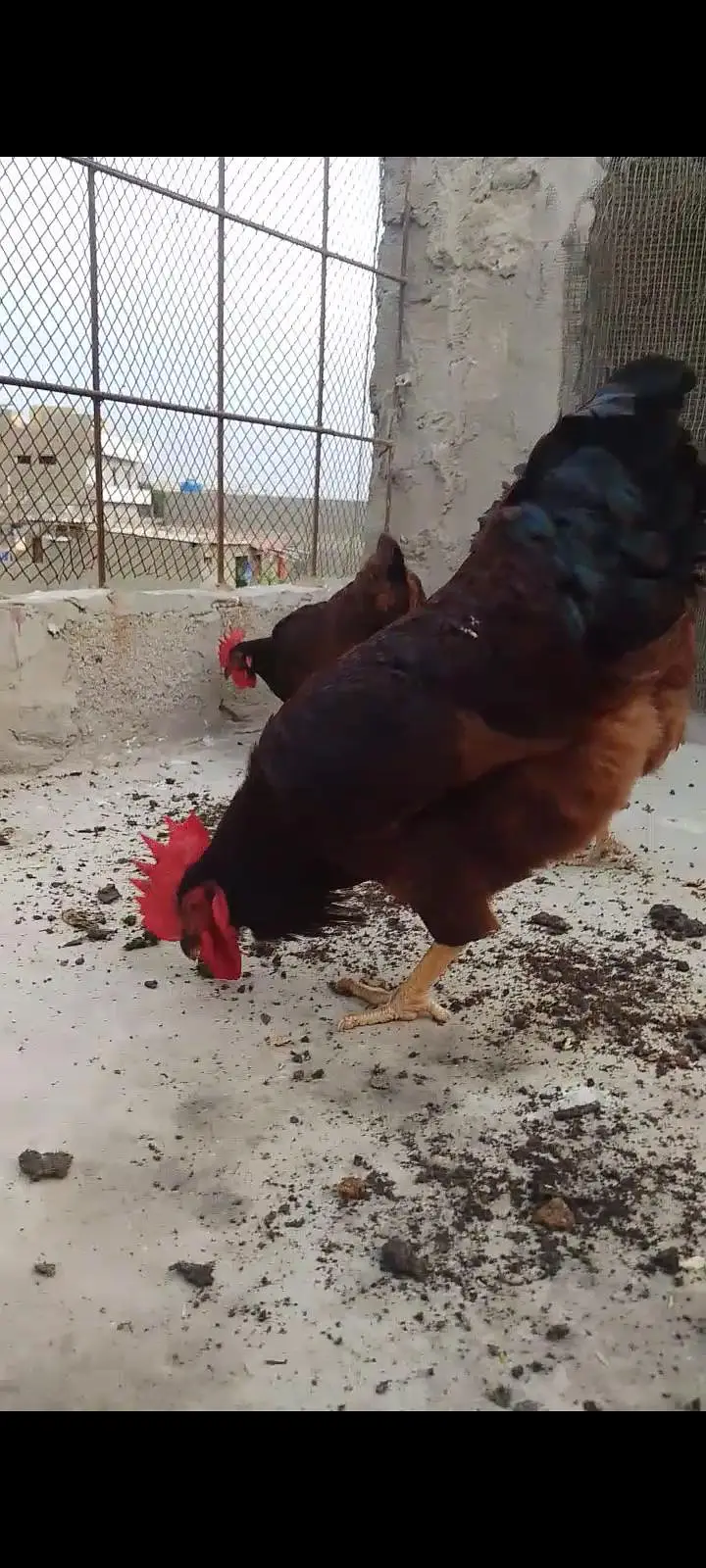 RIR HERITAGE (Blood Line) Fertile Eggs03063133223 — photo 7
