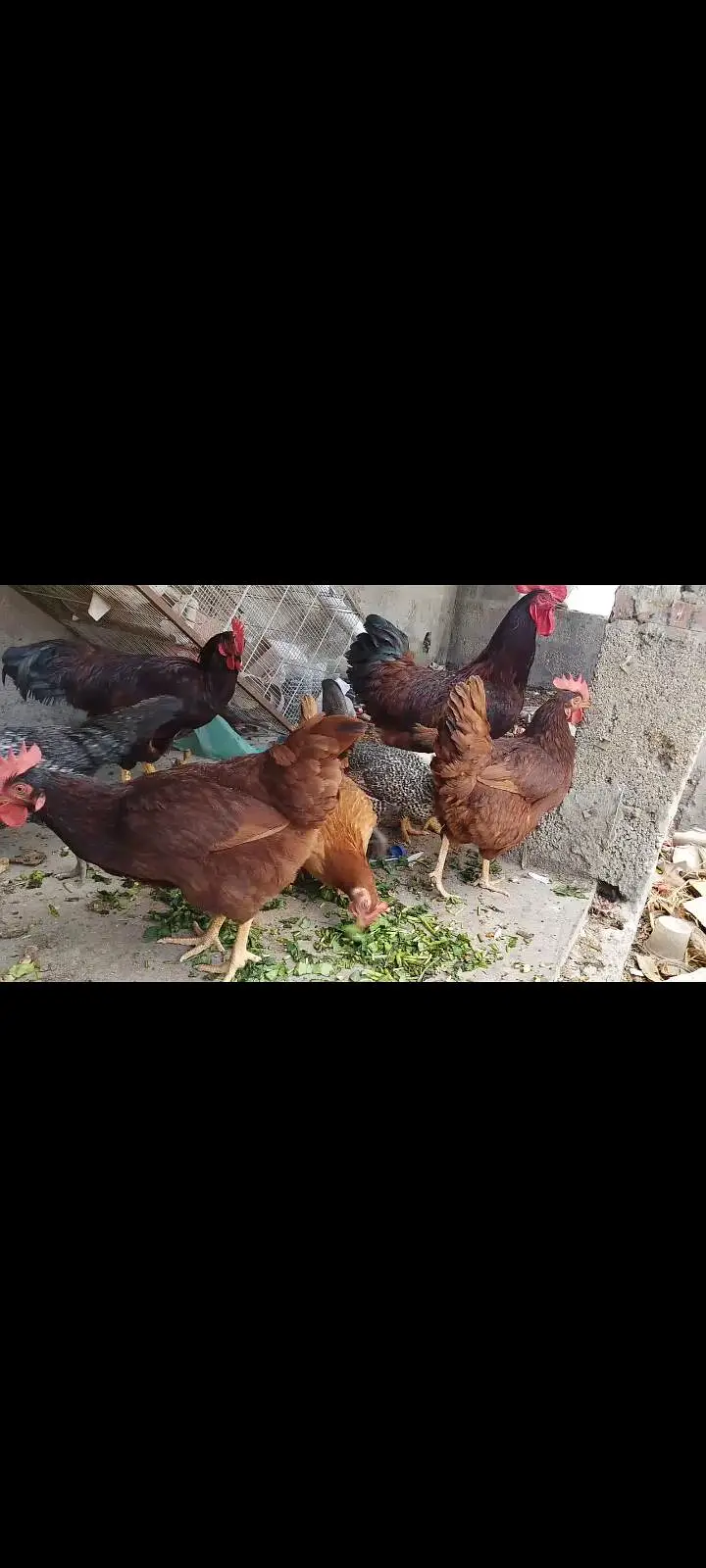 RIR HERITAGE (Blood Line) Fertile Eggs03063133223 — photo 8