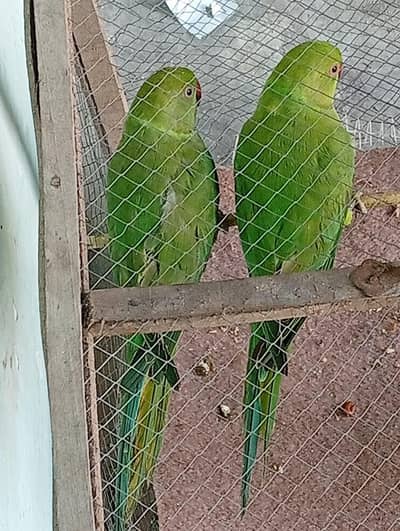 Beautiful Parrots