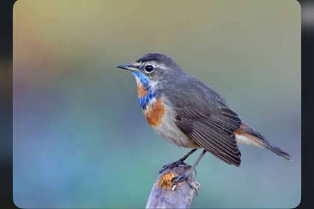 Chirbal Bird/ Exotic bird