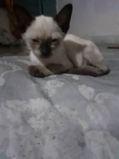 Siamese cat grey and black