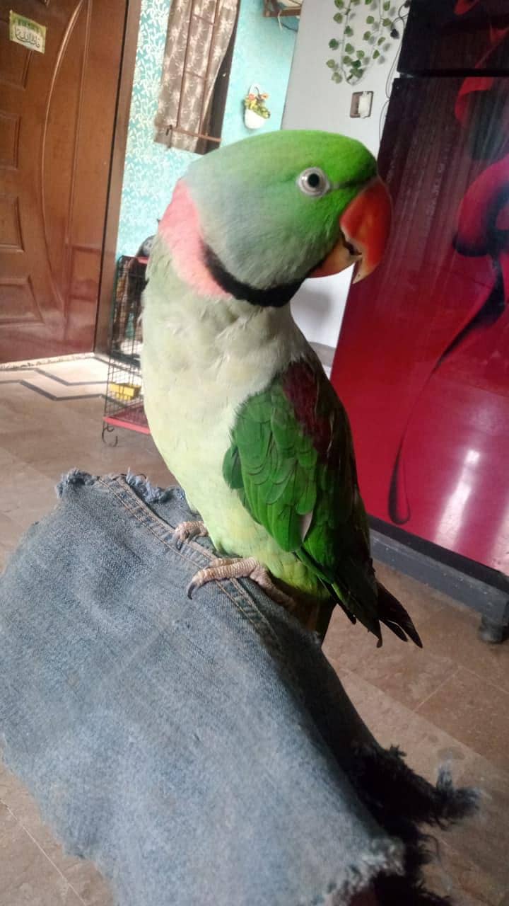 Charly 3