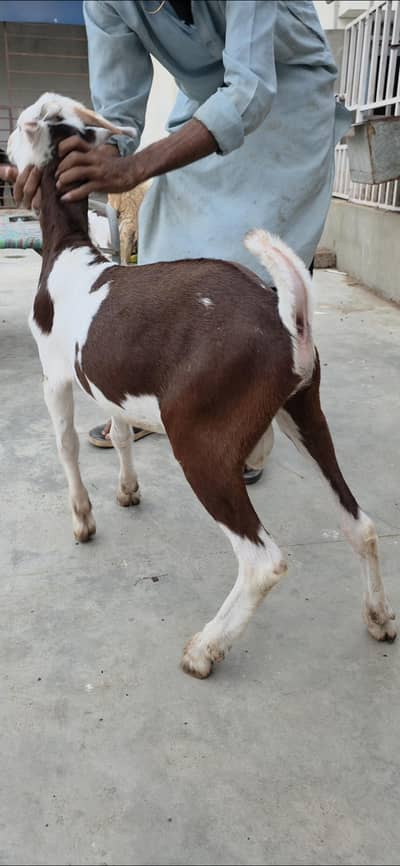 brown ablak gulabi male