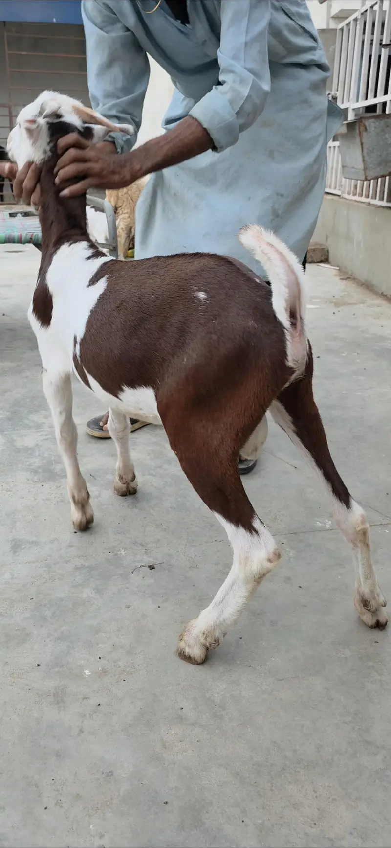 brown ablak gulabi male