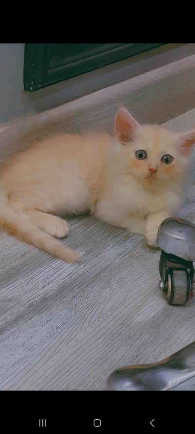 3 Months Old Litter-Trained Kitten for Sale – Accessories Included