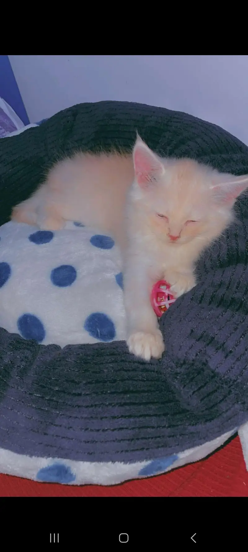 3 Months Old Litter-Trained Kitten for Sale – Accessories Included — photo 2