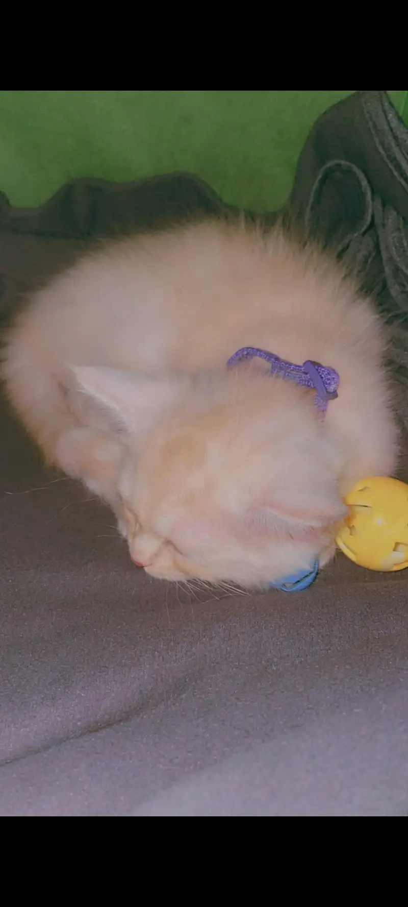 3 Months Old Litter-Trained Kitten for Sale – Accessories Included — photo 3