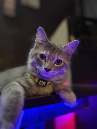 Grey taddy domestic shorthair