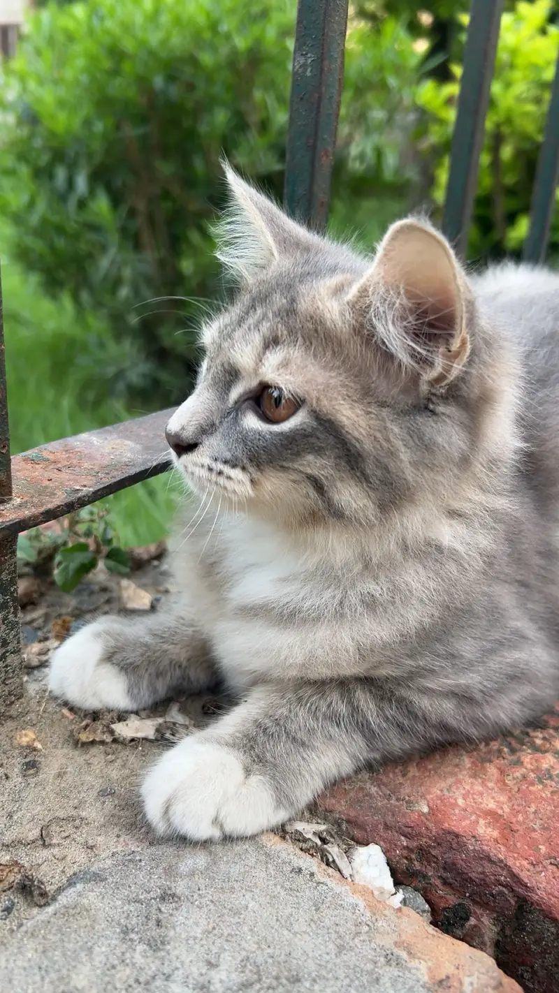 Grey taddy domestic shorthair — photo 2