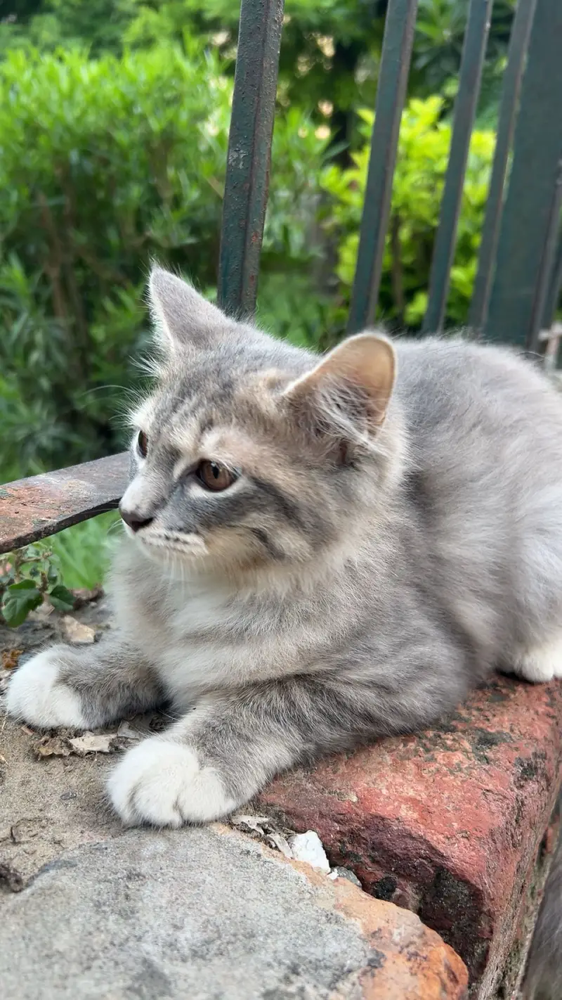 Grey taddy domestic shorthair — photo 4
