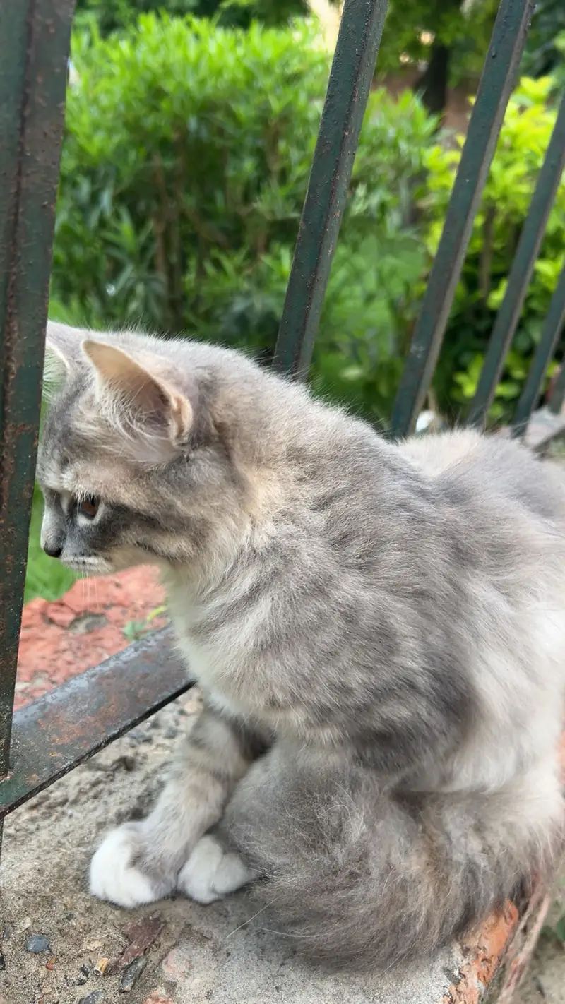 Grey taddy domestic shorthair — photo 5